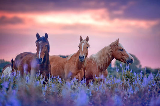 Temp Glass w/ Foil – Three Horses